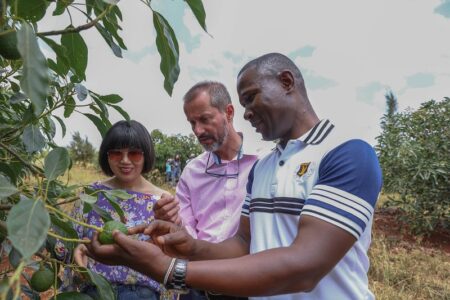 Kakuzi PLC Avocado exports