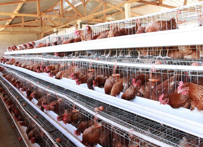 Kenya’s huge food deficit mask a deeper failure of finance, FSD Kenya reveals Agricultural finance