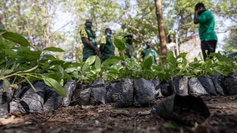 Tree planting Ghana