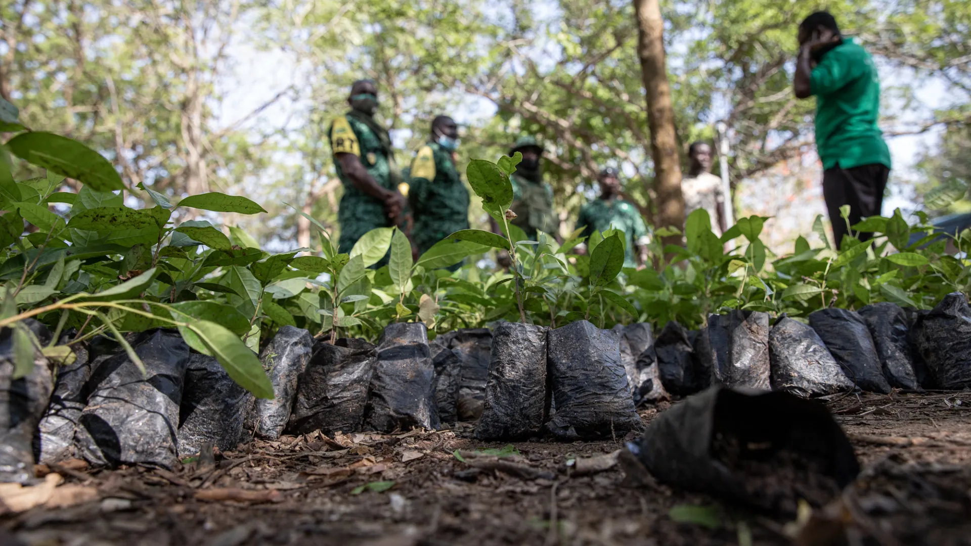 Tree planting Ghana