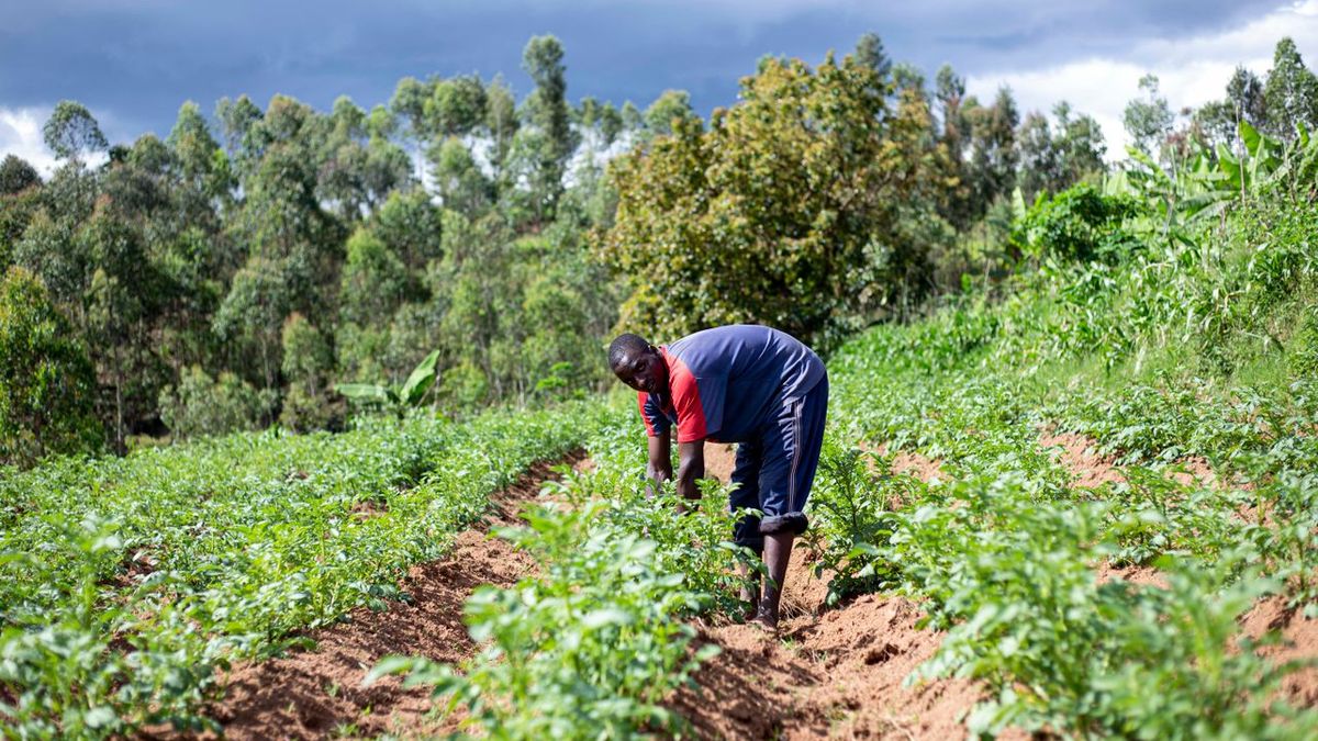 Horticulture exports Uganda