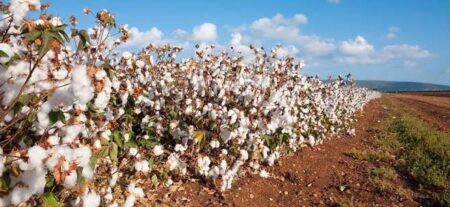 Ethical sourcing boosting demand for Tanzania organic cotton Tanzania organic cotton